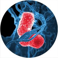 7'' Slipmat - Bacteria 1 