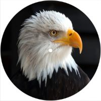 7'' Slipmat - Bald Eagle 2 