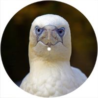 7'' Slipmat - Bird Stare 1 