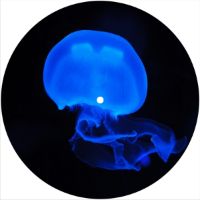 7'' Slipmat - Blue Jelly Fish 