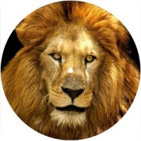7'' Slipmat - Cat Lion 2 