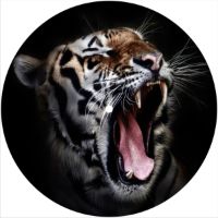 7'' Slipmat - Cat Tiger 1 