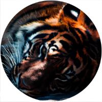 7'' Slipmat - Cat Tiger 2 
