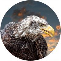 7'' Slipmat - Eagle 1 