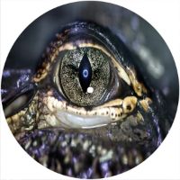 7'' Slipmat - Eye Crocodile 2 