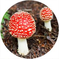 7'' Slipmat - Fungi 1 
