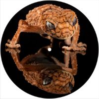 7'' Slipmat - Gecko 1 