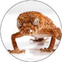 7'' Slipmat - Gecko 2 