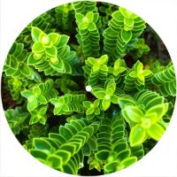 7'' Slipmat - Green Growth 1 