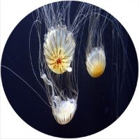 7'' Slipmat - Jellyfish 1 