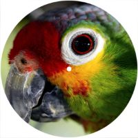 7'' Slipmat - Parrot 1 