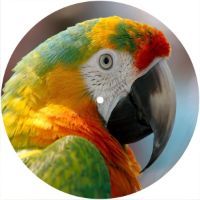7'' Slipmat - Parrrot 2 