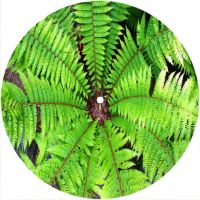 7'' Slipmat - Plant Centre 