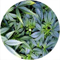 7'' Slipmat - Pot Growth 