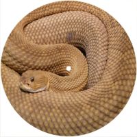 7'' Slipmat - Rattlesnake 1 