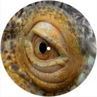 7'' Slipmat - Reptile Eye 2 