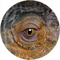 7'' Slipmat - Reptile Eye 