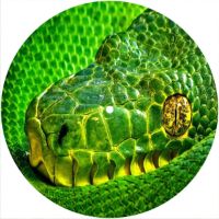 7'' Slipmat - Snake GN 