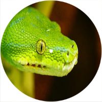 7'' Slipmat - Snake Green 2 