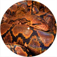 7'' Slipmat - Snake Python 1 