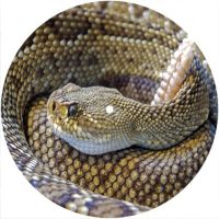 7'' Slipmat - Snake Rattler 