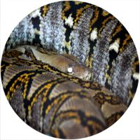7'' Slipmat - Snake Skin 3 
