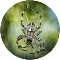 7'' Slipmat - Spider 10 