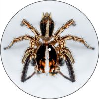 7'' Slipmat - Spider 11 