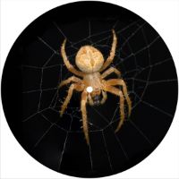 7'' Slipmat - Spider 2 