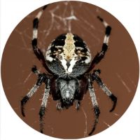 7'' Slipmat - Spider 3 