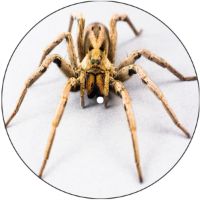 7'' Slipmat - Spider 5 