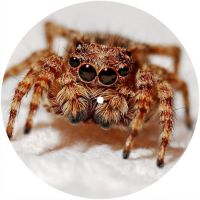 7'' Slipmat - Spider 7 