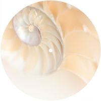 7'' Slipmat - Spiral Shell 1 