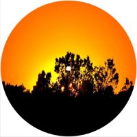 7'' Slipmat - Sunset Tree 1 