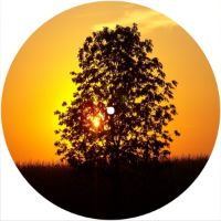 7'' Slipmat - Sunset Tree 2 