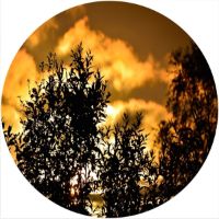 7'' Slipmat - Sunset Tree 