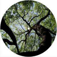 7'' Slipmat - Tree 1 
