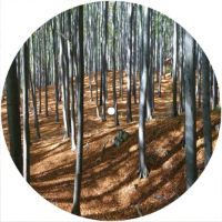 7'' Slipmat - Trees 