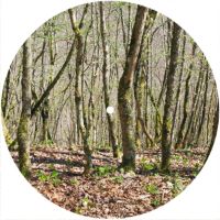 7'' Slipmat - True Forest 2 