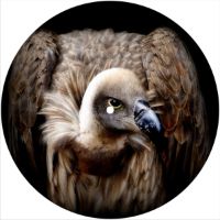 7'' Slipmat - Vulture 1 