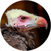 7'' Slipmat - Vulture 2 