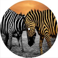 7'' Slipmat - Zebra 4 