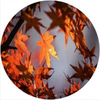 12'' Slipmat - Autumn Leaf 2 