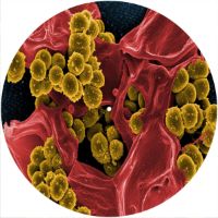 12'' Slipmat - Bacteria 2 