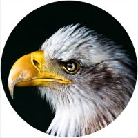 12'' Slipmat - Bald Eagle 1 