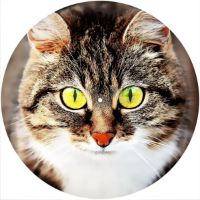 12'' Slipmat - Cat 3 