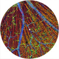 12'' Slipmat - Cells 7 