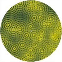 12'' Slipmat - Crazy Ripples YE 