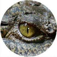 12'' Slipmat - Eye Crocodile 1 