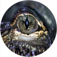 12'' Slipmat - Eye Crocodile 2 